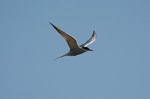 Tern, Common,2014-05184576  Cape May Migratory Bird Refuge, NJ